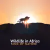 Nature Music Zone - Wildlife in Africa: King of Nature - Safari, Lion & Birds Sounds